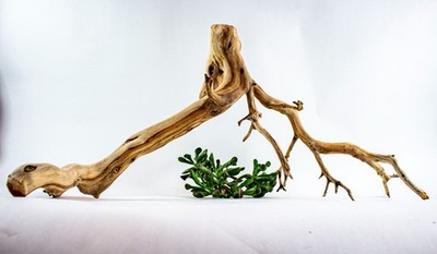 Manzanita Aquarium Driftwood Branch Aquascape, Reptiles, Home Décor 29''
