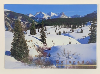 Scattered Pines on Snow Covered Hill Near Molas Divide Colorado Postcard