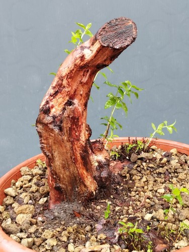 Bonsai Di Mirto 24x21cm In Vaso Da Interno Esterno Pianta Robusta Articolata ⭐ - Foto 3 di 13