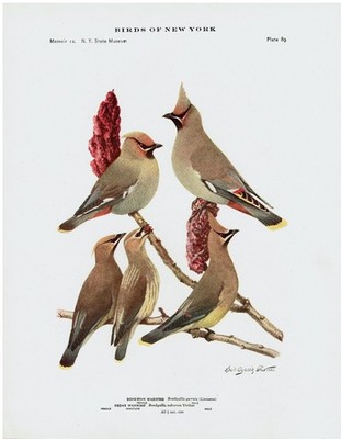 1914 New York Offset Lithograph Fuertes Print Bohemian & Cedar Waxwing