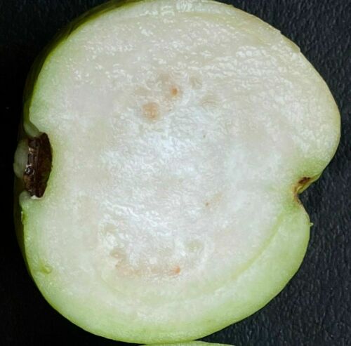 300 White Guava Seeds Psidium guajava Seed Organic Fruit - Picture 4 of 7
