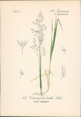 Chromolithographie : Zartes Schilfgras. Schilf-Straußgras. Zarte Straußgras. Cal