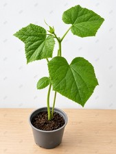Small live Cucumber plant' Ready To Pot