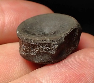 Jurassic ichthyosaur bone (vertebra) from Lyme Regis (21mm) marine reptile UK