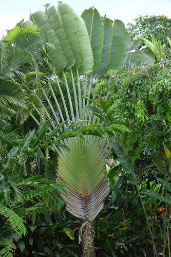 Ravenala madagascariensis Sonn., Plants of the World Online