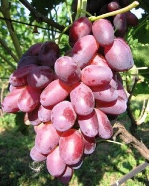 Rizamat grape- 5 cuttings for rooting or grafting