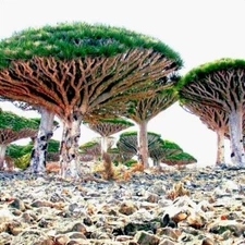 20 Dragon's Blood Tree Seeds (Dracaena draco) Exotic Canary Island Palm Bonsai