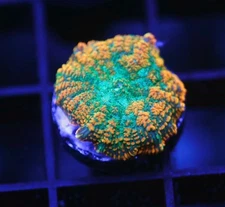 DIYreefer Live Coral WYSIWYG Orange Rainbow Rhodactus Mushroom