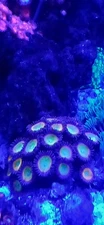 Zoa Paly Sunny D Zoas 25+polyps,very fast growing reproducing colony wysiwyg