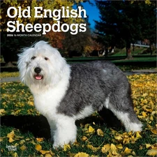 Old English Sheepdogs 2026 12x24" (Hanging) Square Wall Calendar | Plastic-Free