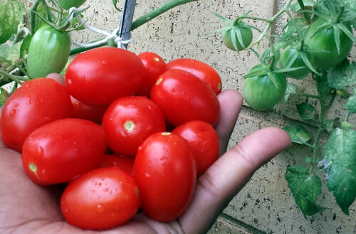 Mini Roma Tomato - One of the Best Tomato You will Ever Taste - 10 Seeds - Picture 2 of 2