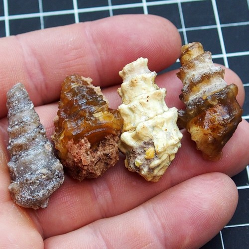 4 Stück 33-38 mm Gastropoden transparent Fossil Chalzedon Mineral Achat Jura 620