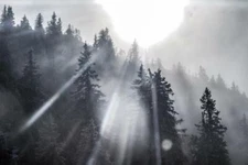 Sunshine Through Pine Trees Black and White Photo Laminated Poster 18x12