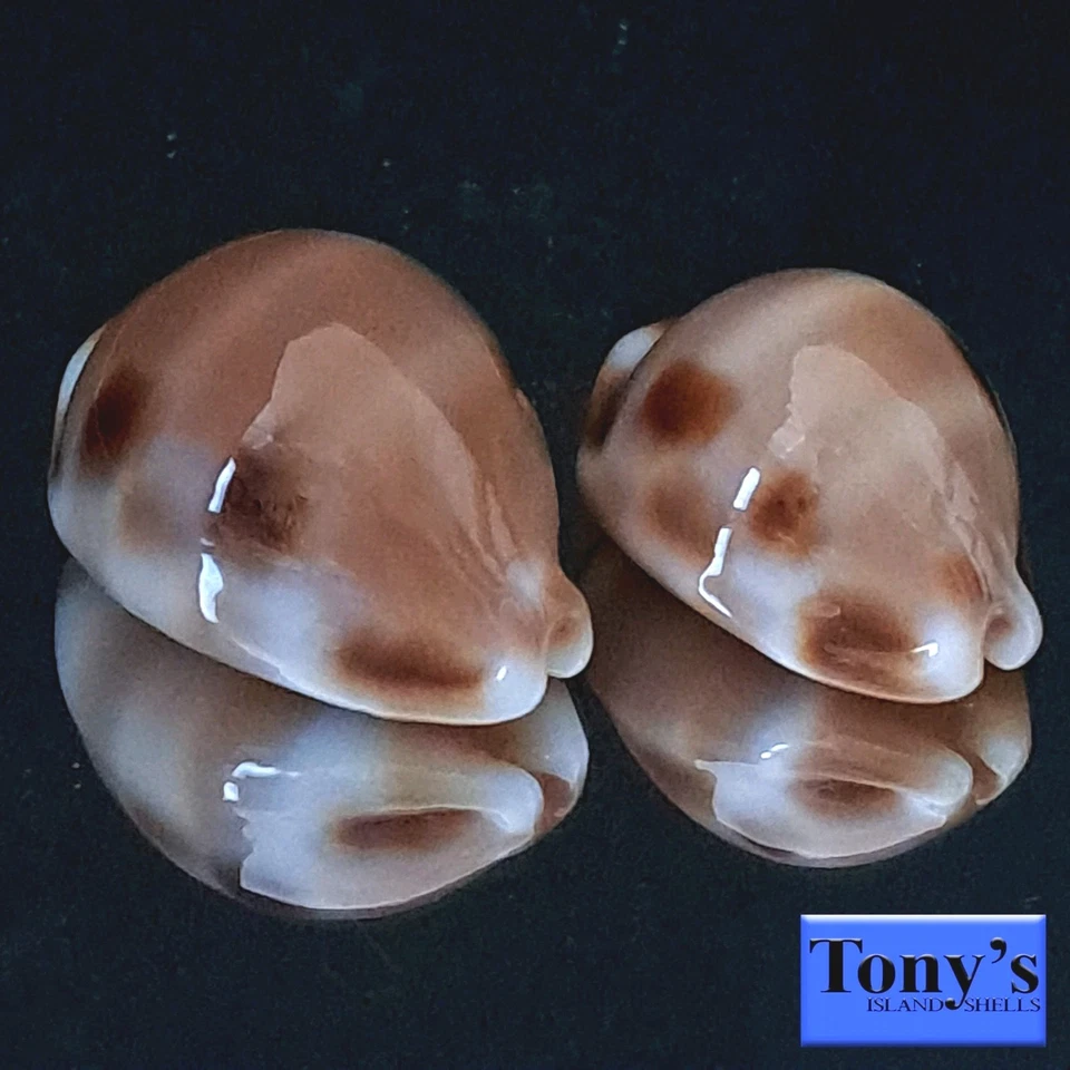 Cypraea tessellata, ¡DOS ULTRA TESSIES! HERMOSAS BELLEZAS 32,4 y 28,0 mm Hawaii Foto 2 de 4