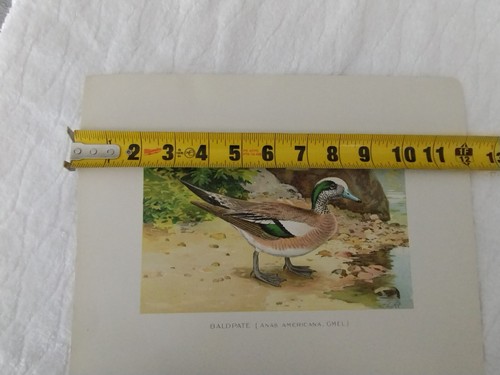 7 Original Antique Prints Denton Fuertes & Others Ducks Deer Birds & More - Picture 23 of 24