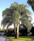 10 QUEEN PALM SEEDS - Syagrus romanzoffiana