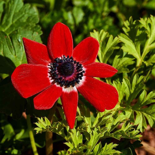 Wild flower seeds UK pure Scented NO GRASS Bee Butterfly Mix Meadow Garden UK - Picture 7 of 9