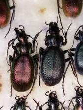 1Pair Carabus (Archiplectes) komarovi  ssp. komarovi, Carabidae,