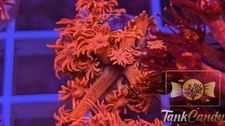 TC Bubblicious Goni WYSIWYG GI4 ~Live Coral Frag ~TankCandy~