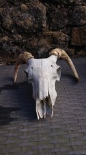 Real Sheep Skull With Horns Craft Curio Art Gothic Wiccan