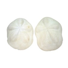 US Shell, 2 Piece, Seabiscuit Sea Shells,Other Collectible Shells