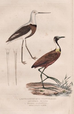 Banded stilt African jacana Blaustirn-Blatthühnchen birds engraving Drapiez 1850