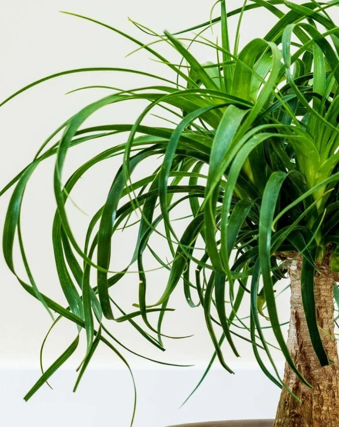 Ponytail Palm in 5 gal Pot 2-3ft Tall Indoor Evergreen Easy Care Bonsai Plant - Image 3 of 4
