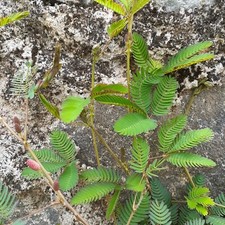 Ceylon Dried Natural Organic Mimosa Pudica Leaves Sensitive Plant Herb Nidikumba