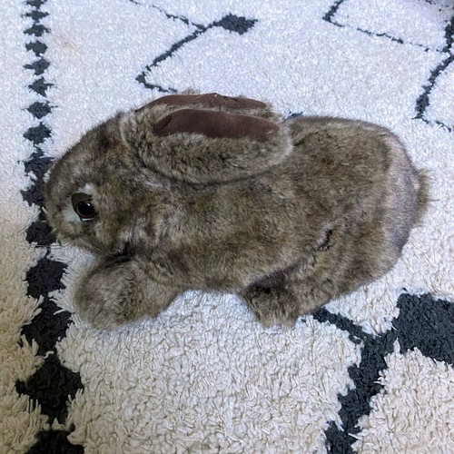 ditz designs rabbit