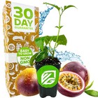 Bounty Passion Fruit Plant Passiflora Wellspring Gardens Starter Plant