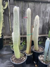 2ft Silver Torch Cactus | Cleistocactus strausii | Fluffy Fully Rooted Plant