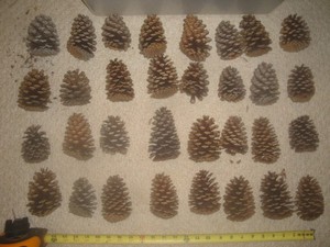 Medium Virginia Pine Cones.  32 cones   Approximately 2" - 4"