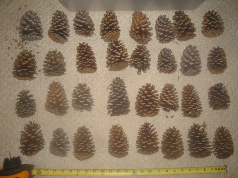 Medium Virginia Pine Cones.  32 cones   Approximately 2" - 4"
