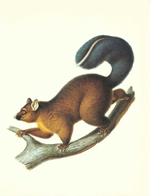 1977 Vintage Book Plate Print Brushtail Possum Bobuck by Jean Charles ...
