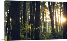ARTCANVAS Sun Shining Through the Trees Forest Canvas Art Print