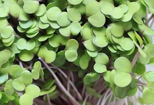 75,000+ Microgreens Seeds- Mega Assortment- Non-GMO- 7 Heirloom Varieties