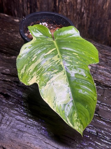 Premium Rare Philodendron squamiferum Variegated - Picture 6 of 8