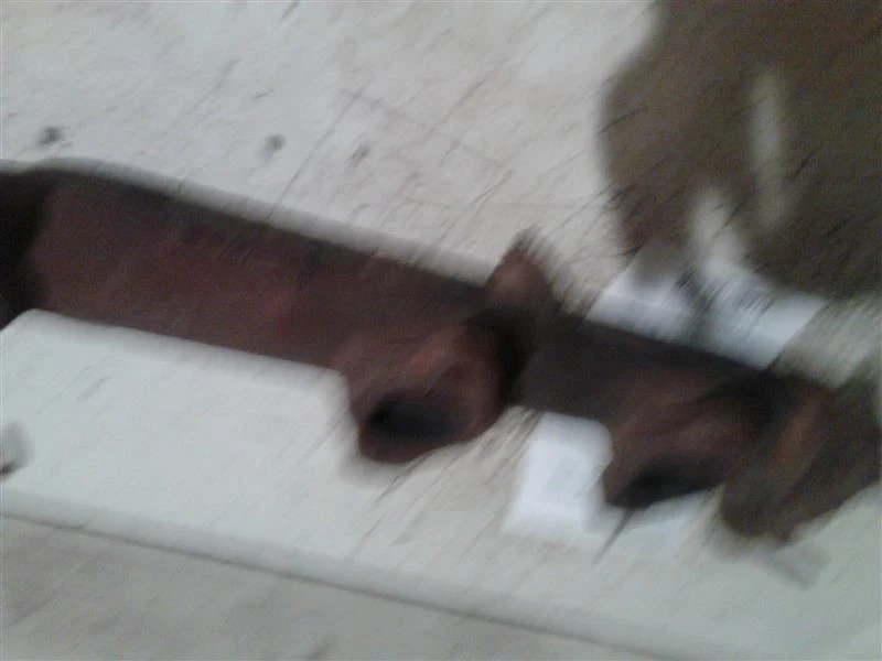 Colector de escape del conductor 3,1 L delantero compatible con 94-03 CENTURY 114672 Foto 3 de 4