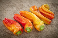 25 CUBANELLE SWEET PEPPER SEEDS  2026  heirloomseedguy  USA