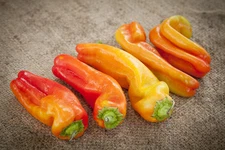 25 CUBANELLE SWEET PEPPER SEEDS ~ 2026 ~ heirloomseedguy ~ USA