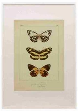 Pauquet P Histoire Exotiques 1845 Teutonia A3 A4 Framed Print Picture