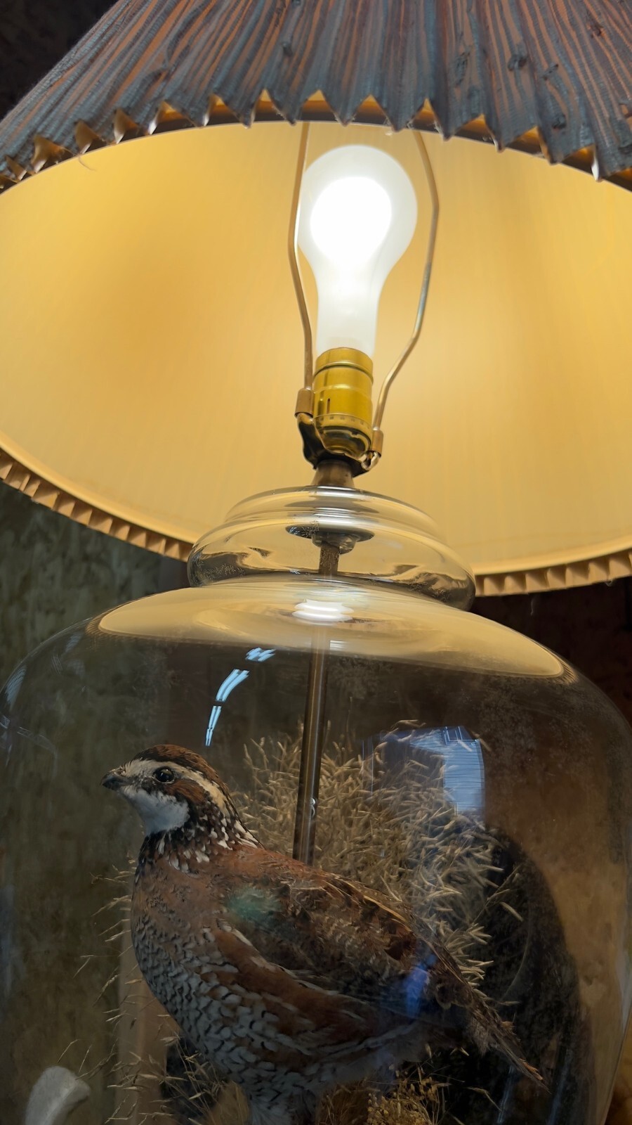 The Wildlife Collection Quail Taxidermy Lamp eBay