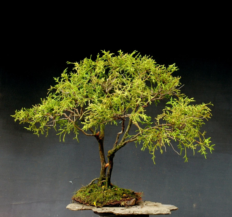 Bonsai outdoor winterhart Scheinzypresse  H68 B85 D3,5 cm  - Bild 2 von 4