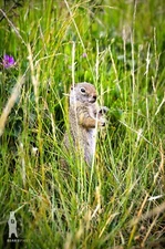 Ground Squirrel - Wildlife Fine Art Photography Prints