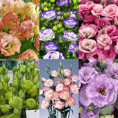 300 Stück Eustoma Grandiflorum Multi Pflanzen Blumen Samen Garten Deko Seed