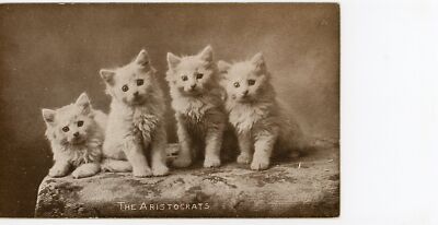M.T. Sheahan Boston- The Cute Kitty - The Aristocrats - Vintage Cat Postcard