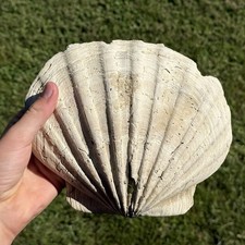 GIANT 8.5” FOSSIL CHESAPECTEN SCALLOP Seashell VA megalodon era, GREAT CONDITION