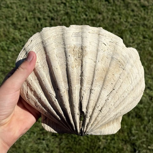 GIANT 8.5” FOSSIL CHESAPECTEN SCALLOP Seashell VA megalodon era, GREAT CONDITION