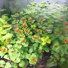 Rotala Macrandra Mini | Aquarium Plants Factory®
