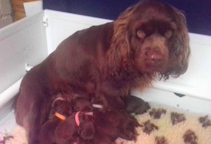 cocker spaniel puppies sussex